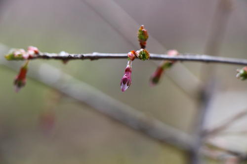 20260327teien (24).JPG