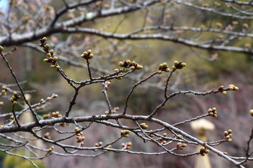 20260327teien (25).JPG