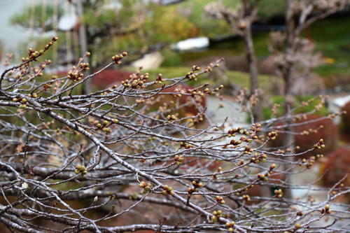 20260327teien (26).JPG