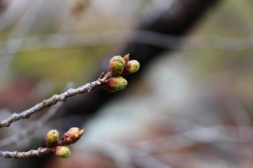 20260327teien (27).JPG