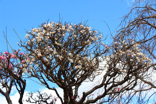 20260327teien (3).JPG