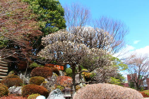 20260327teien (4).JPG