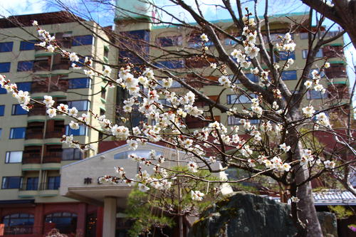 20260327teien (5).JPG