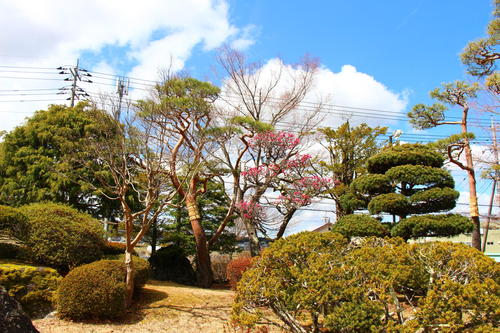 20260327teien (6).JPG