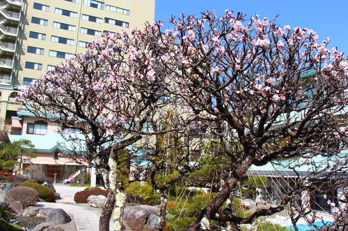 20260329teien (10).JPG