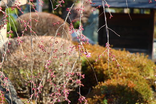 20260329teien (14).JPG