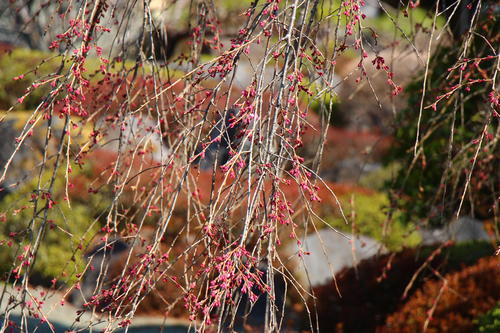 20260329teien (15).JPG