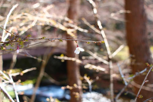 20260329teien (17).JPG