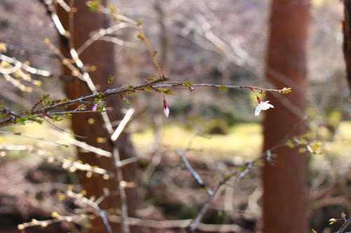 20260329teien (18).JPG