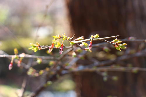 20260329teien (19).JPG