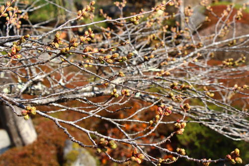 20260329teien (20).JPG