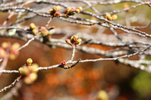 20260329teien (21).JPG