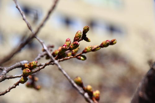 20260329teien (22).JPG