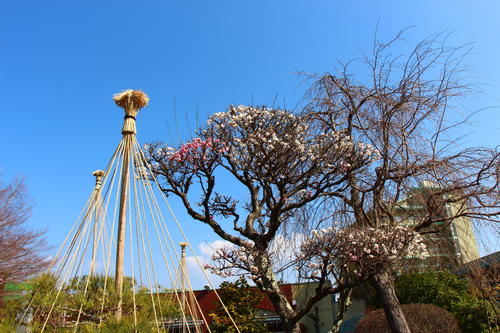 20260329teien (3).JPG