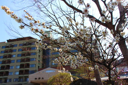 20260329teien (4).JPG