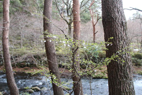 20260401teien (10).JPG