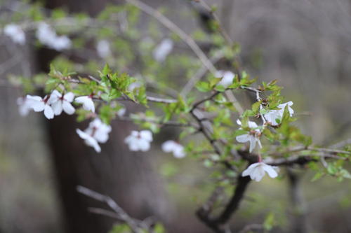 20260401teien (11).JPG