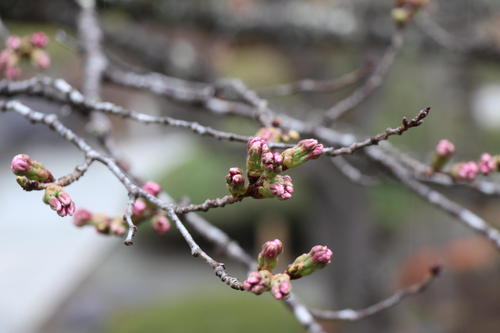 20260401teien (12).JPG