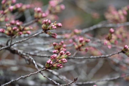 20260401teien (14).JPG