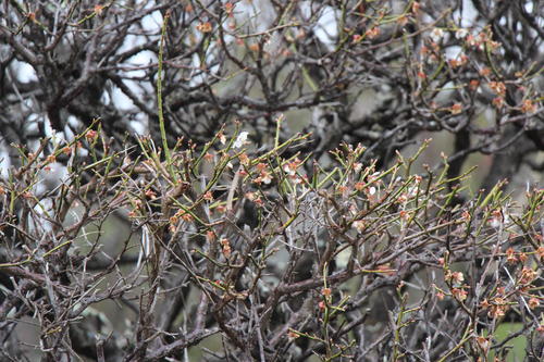 20260401teien (16).JPG