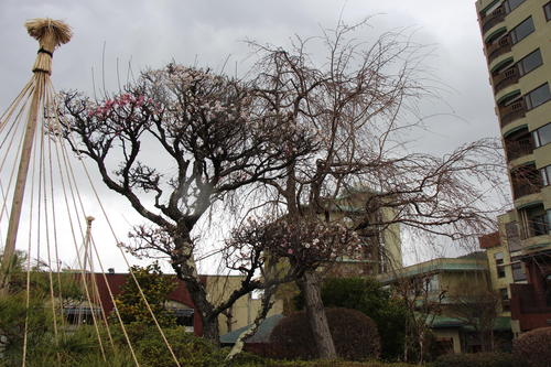 20260401teien (18).JPG