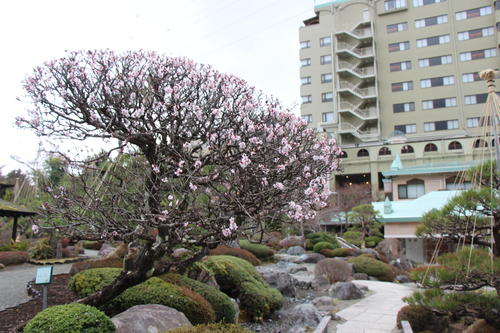 20260401teien (4).JPG