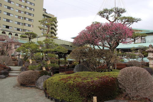 20260401teien (5).JPG