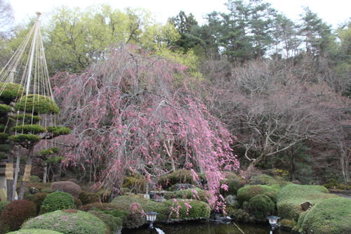 20260401teien (6).JPG