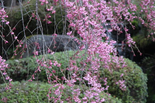 20260401teien (7).JPG