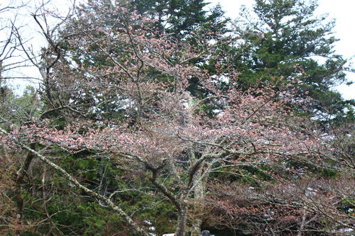 20260404teien (10).JPG