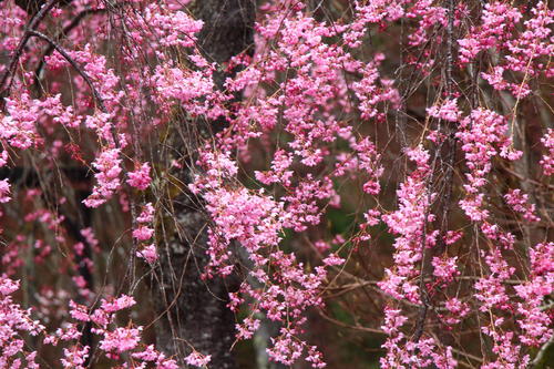 20260404teien (11).JPG