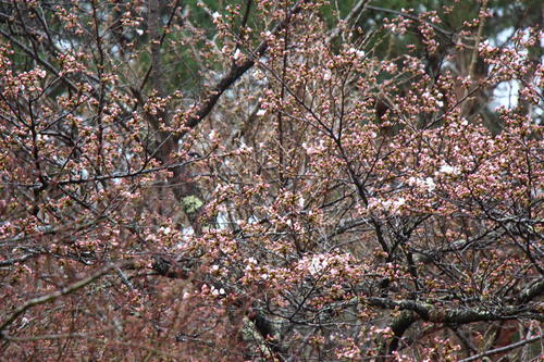 20260404teien (12).JPG