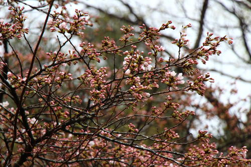 20260404teien (13).JPG