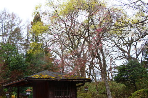 20260404teien (15).JPG