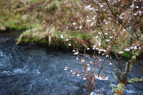 20260404teien (16).JPG