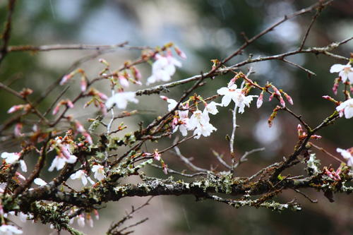 20260404teien (17).JPG