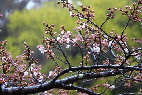 20260404teien (18).JPG