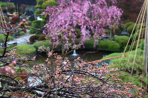 20260404teien (19).JPG