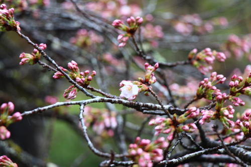 20260404teien (20).JPG