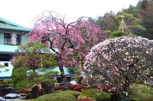 20260404teien (6).JPG