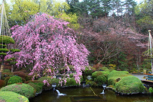 20260404teien (9).JPG