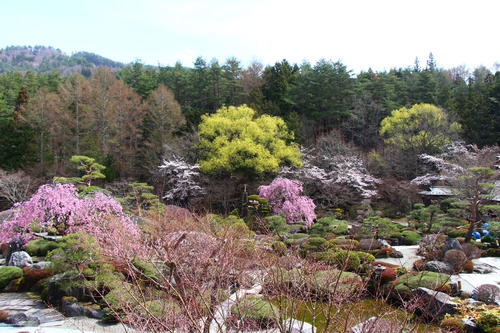 20260406teien (1).JPG