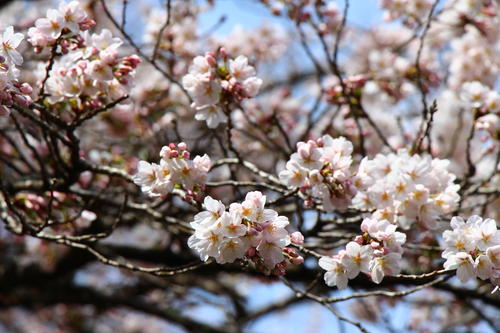 20260406teien (10).JPG