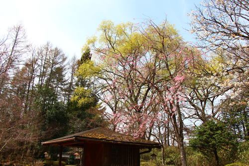 20260406teien (12).JPG