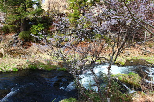 20260406teien (13).JPG