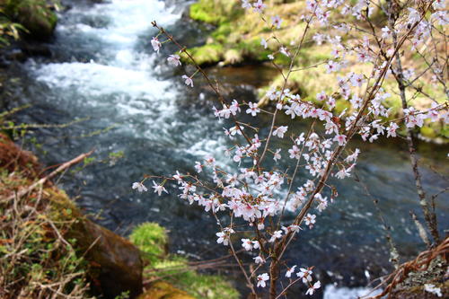 20260406teien (14).JPG