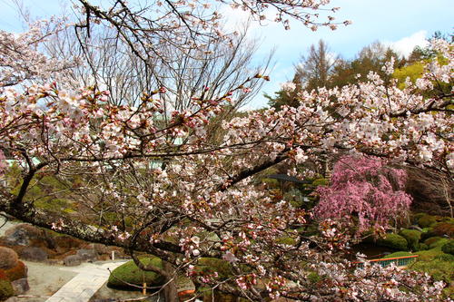 20260406teien (15).JPG