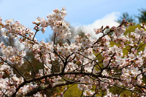 20260406teien (16).JPG