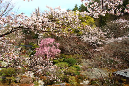 20260406teien (17).JPG