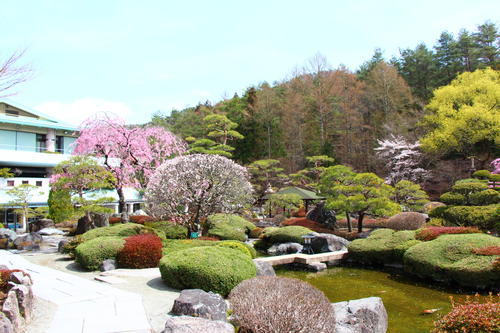 20260406teien (3).JPG